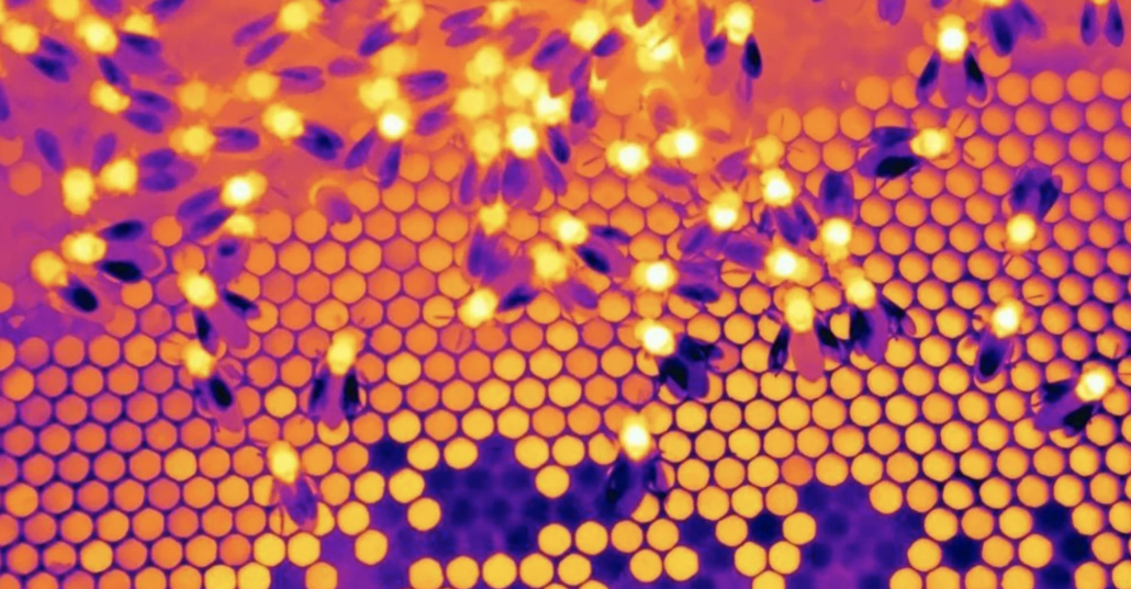 Saving Beehives With FLIR Thermal Cameras Thermal Vision Research